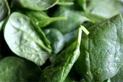 Oxalic Acid in Spinach