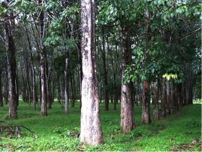 Forest of rubber trees