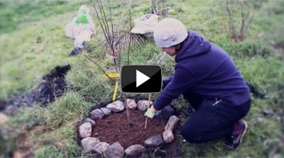 Planting Bare Root Fruit Trees