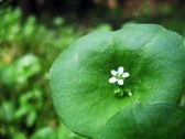 Miners Lettuce